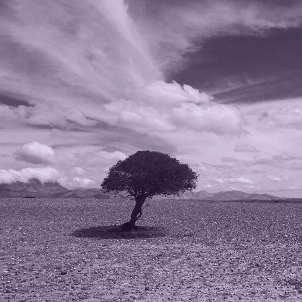 A lone tree grows in the desert in a purple tinted image