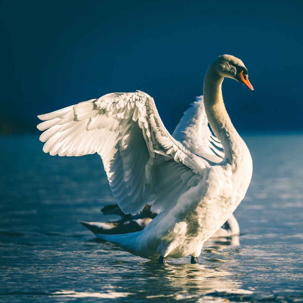 A swan opens its wings as it prepares to take off from a lake.